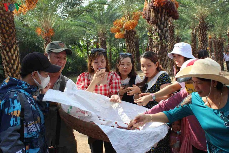 Memandangi keindahan kebun kurma paling besar di Daerah Dataran Rendah Sungai Mekong - ảnh 10