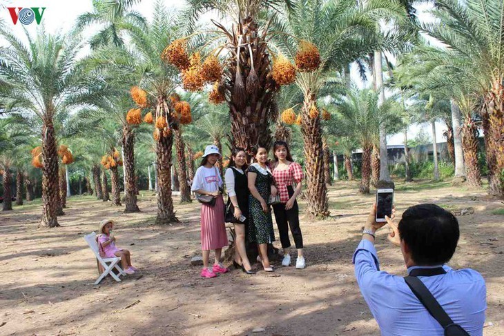 Memandangi keindahan kebun kurma paling besar di Daerah Dataran Rendah Sungai Mekong - ảnh 12