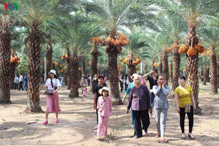 Memandangi keindahan kebun kurma paling besar di Daerah Dataran Rendah Sungai Mekong - ảnh 13