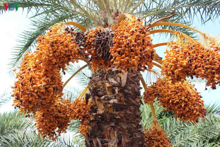 Memandangi keindahan kebun kurma paling besar di Daerah Dataran Rendah Sungai Mekong - ảnh 1