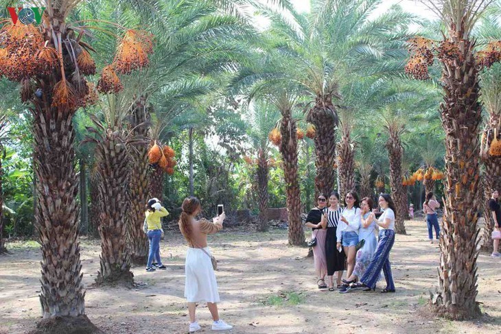 Memandangi keindahan kebun kurma paling besar di Daerah Dataran Rendah Sungai Mekong - ảnh 2