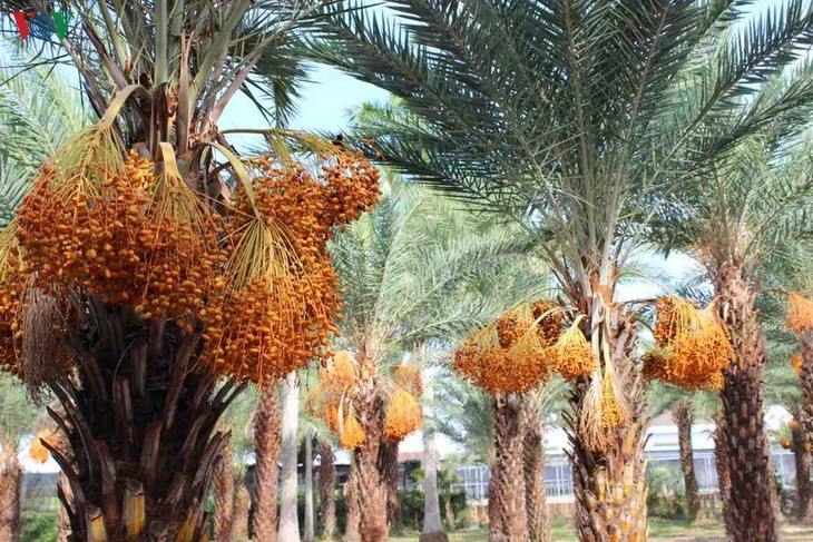 Memandangi keindahan kebun kurma paling besar di Daerah Dataran Rendah Sungai Mekong - ảnh 4