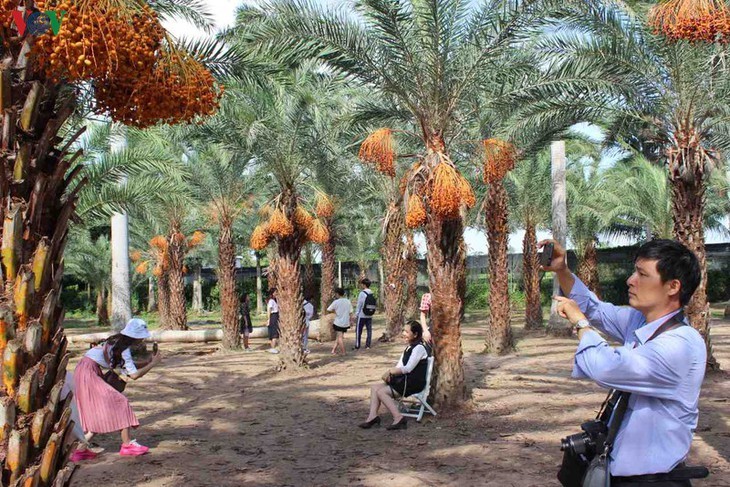 Memandangi keindahan kebun kurma paling besar di Daerah Dataran Rendah Sungai Mekong - ảnh 6