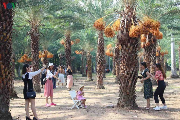 Memandangi keindahan kebun kurma paling besar di Daerah Dataran Rendah Sungai Mekong - ảnh 7