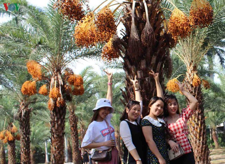 Memandangi keindahan kebun kurma paling besar di Daerah Dataran Rendah Sungai Mekong - ảnh 8