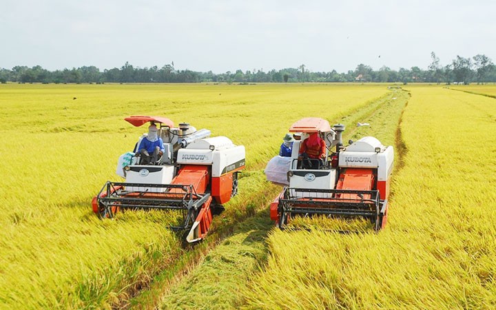 Menegaskan “Aroma Beras Vietnam” di Daerah Dataran Rendah Sungai Mekong - ảnh 1