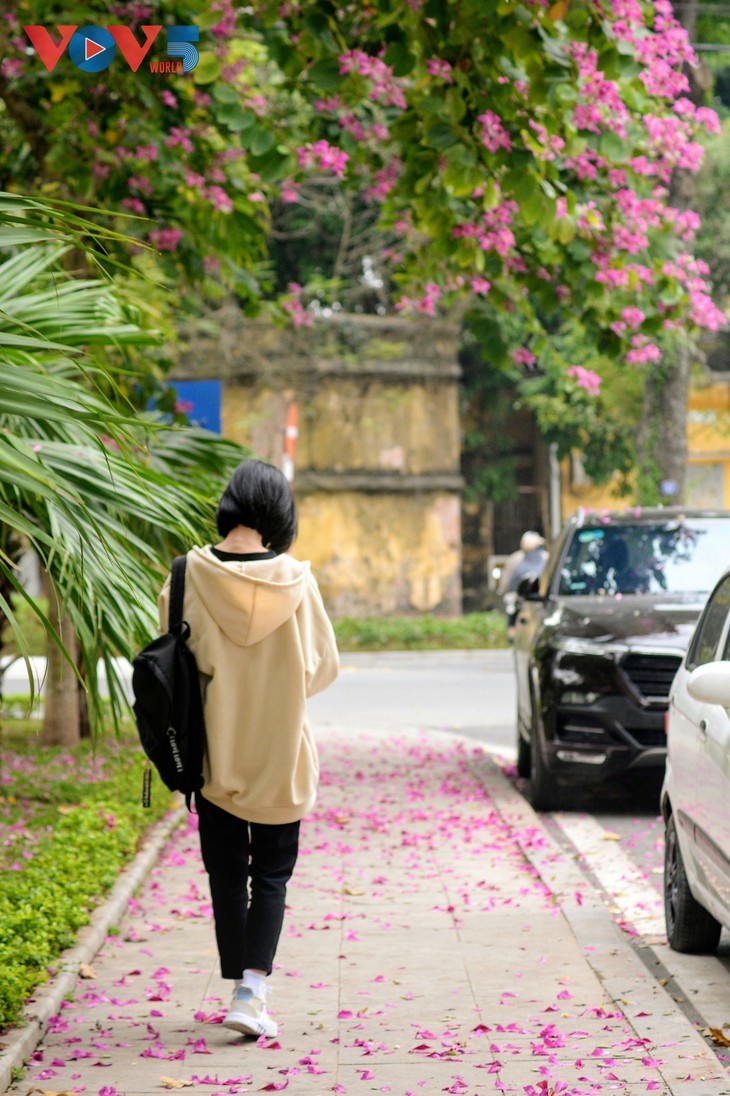 Bunga Ban Bermekaran Lebih Dini di Kota Ha Noi - ảnh 12