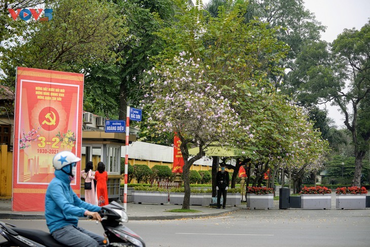 Bunga Ban Bermekaran Lebih Dini di Kota Ha Noi - ảnh 1