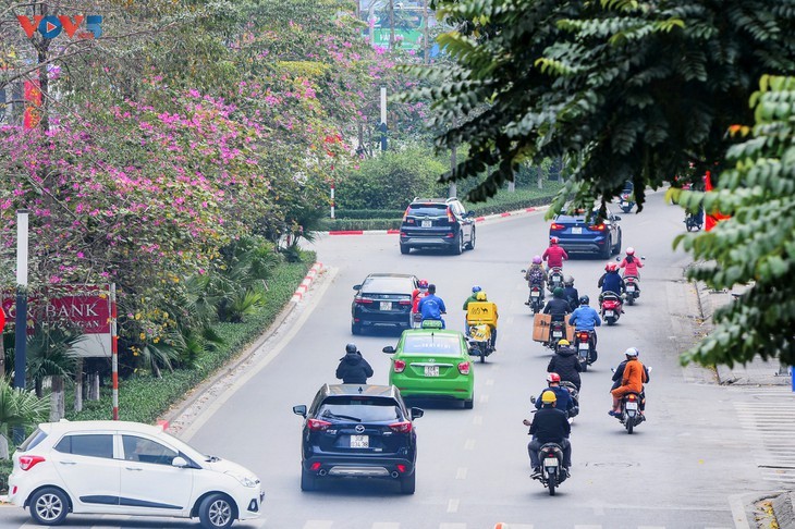 Bunga Ban Bermekaran Lebih Dini di Kota Ha Noi - ảnh 15