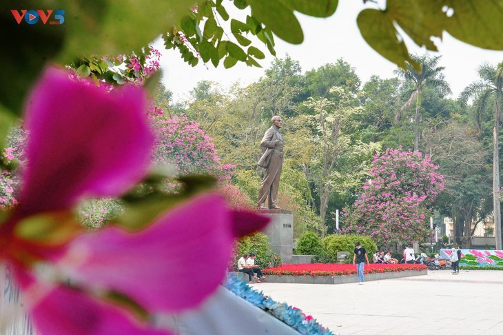 Bunga Ban Bermekaran Lebih Dini di Kota Ha Noi - ảnh 13