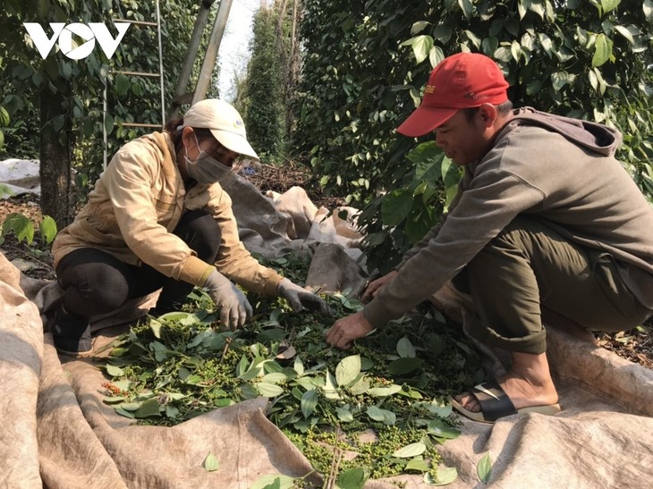 Daerah Dataran Rendah Sungai Mekong Merupakan Daerah dengan Indeks Biaya Hidup menurut Ruang Paling Rendah di Vietnam - ảnh 1