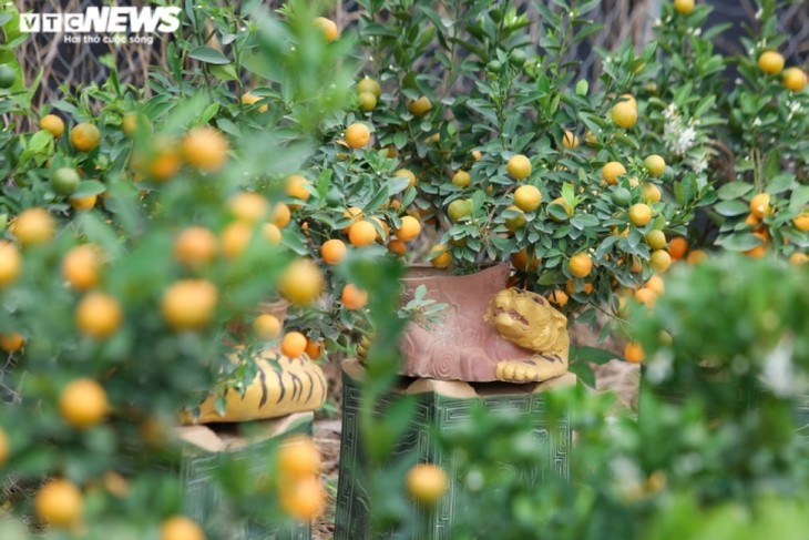 Pohon Kumquat Hias yang Tutupi Rumah Kuno dengan Nilai Puluhan Juta VND Sambut Hari Raya Tet - ảnh 13