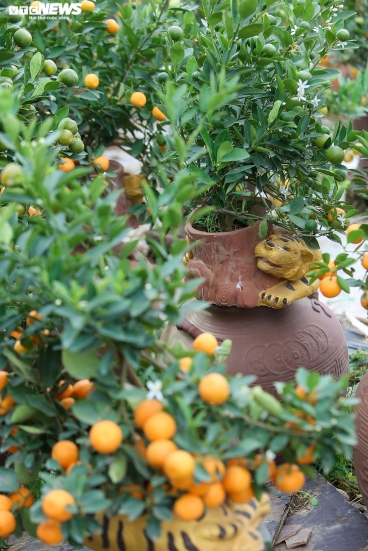 Pohon Kumquat Hias yang Tutupi Rumah Kuno dengan Nilai Puluhan Juta VND Sambut Hari Raya Tet - ảnh 14