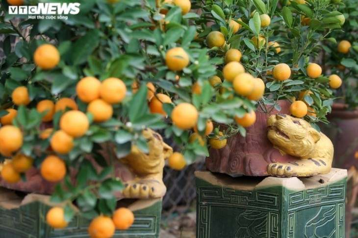 Pohon Kumquat Hias yang Tutupi Rumah Kuno dengan Nilai Puluhan Juta VND Sambut Hari Raya Tet - ảnh 15