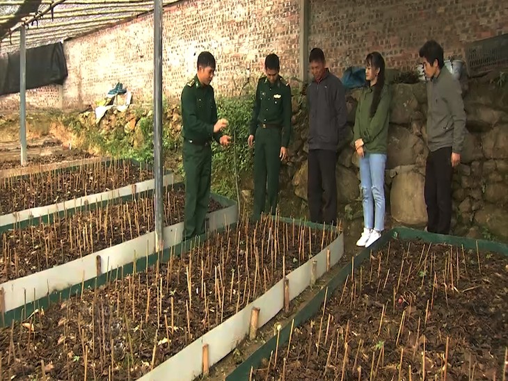 Herbal Ciptakan “Taman Sejahtera” di Dataran Tinggi Lai Chau - ảnh 2