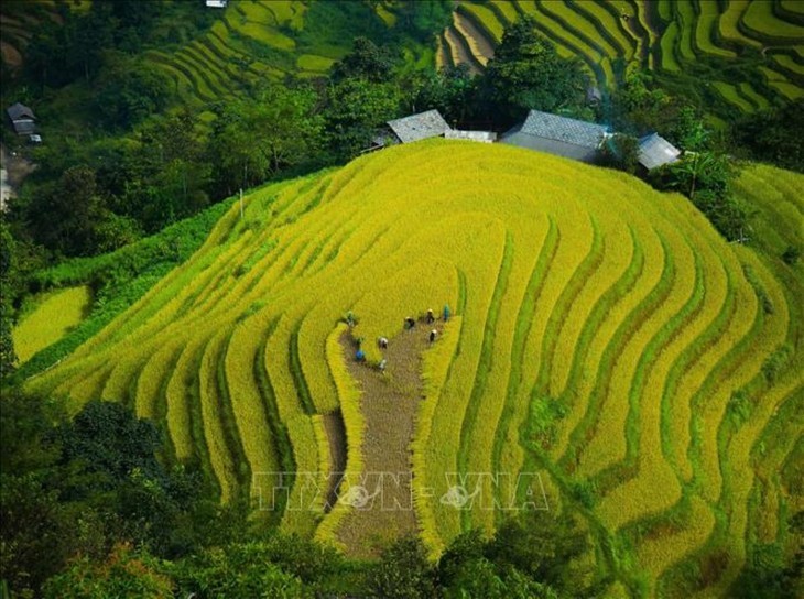 Memandangi “Musim Padi Menguning” yang Berwarna-warni di Seluruh Vietnam - ảnh 2