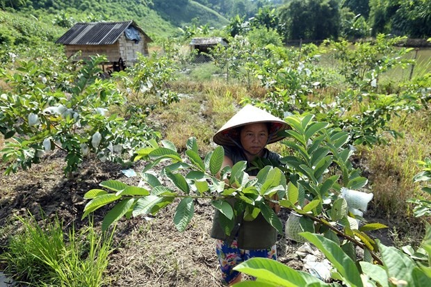 Menganggap Warga sebagai Sentral – Kunci Sukses dalam Program Pengentasan Kemiskinan Nasional Vietnam - ảnh 1