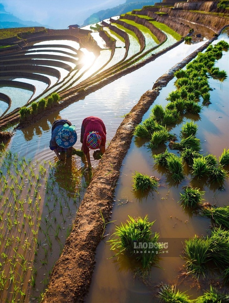 Keindahan Sawah Terasering pada Musim Air Tumpah  - ảnh 5