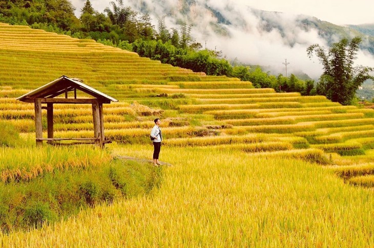 Tempat-Tempat Indah untuk Memandangi Padi Kuning pada Musim Gugur - ảnh 15