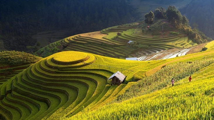 Tempat-Tempat Indah untuk Memandangi Padi Kuning pada Musim Gugur - ảnh 1