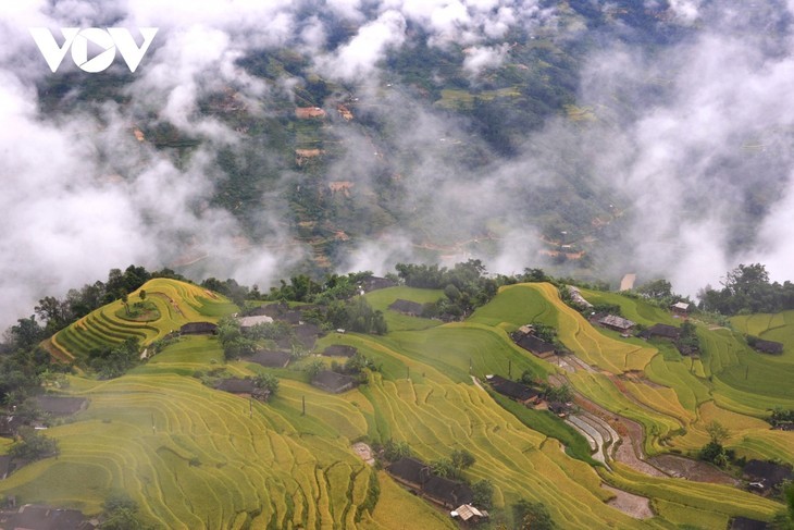 Tempat-Tempat Indah untuk Memandangi Padi Kuning pada Musim Gugur - ảnh 2