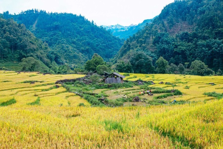 Tempat-Tempat Indah untuk Memandangi Padi Kuning pada Musim Gugur - ảnh 8