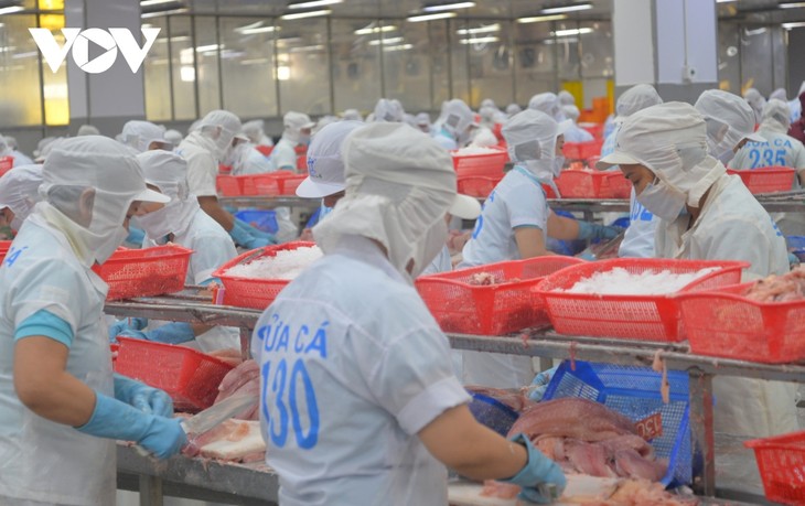 Cabang Komoditas Ikan Patin Daerah Dataran Rendah Sungai Mekong Menuju ke Ekonomi Sirkular dan Mengurangi Emisi - ảnh 2