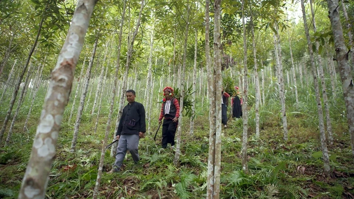 Aroma dari Kayu Manis, Kehidupan Sejahtera dari Hutan - ảnh 2