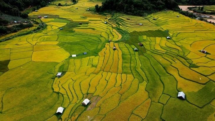 Musim Padi Menguning di Sawah-Sawah Terasering di Provinsi Kon Tum - ảnh 2