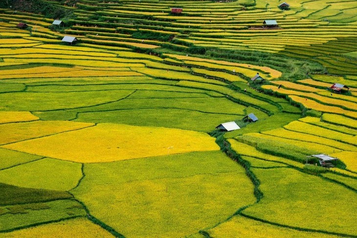 Musim Padi Menguning di Sawah-Sawah Terasering di Provinsi Kon Tum - ảnh 3