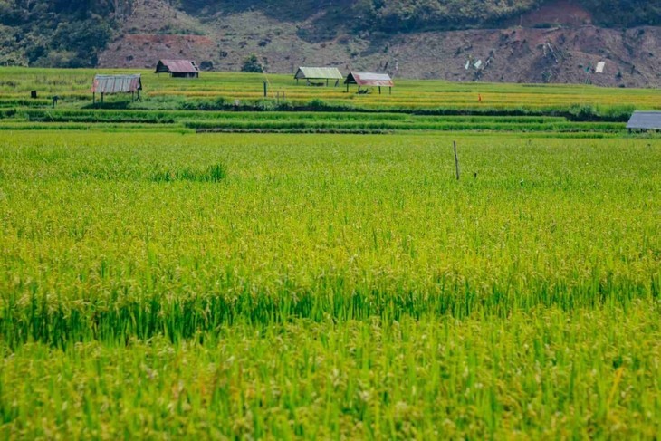 Musim Padi Menguning di Sawah-Sawah Terasering di Provinsi Kon Tum - ảnh 4