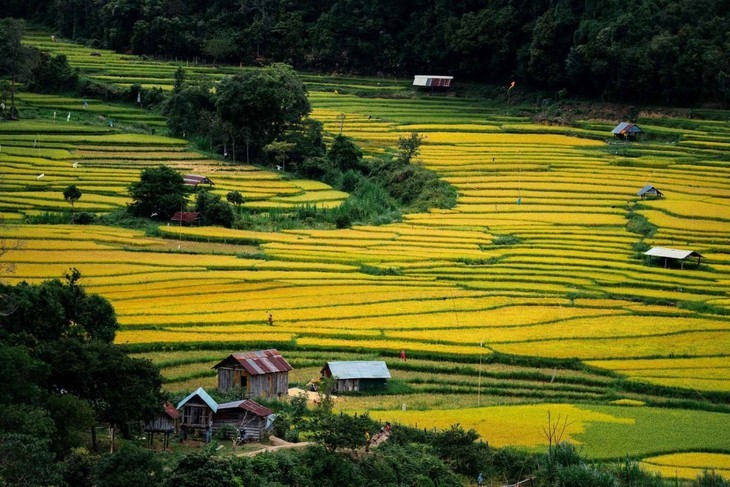 Musim Padi Menguning di Sawah-Sawah Terasering di Provinsi Kon Tum - ảnh 5