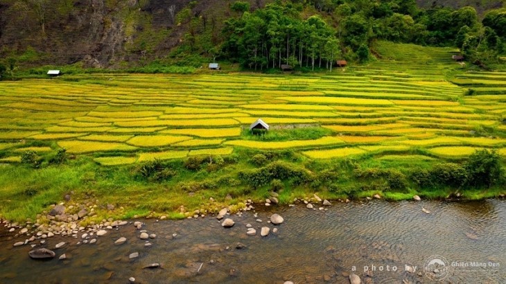 Musim Padi Menguning di Sawah-Sawah Terasering di Provinsi Kon Tum - ảnh 6