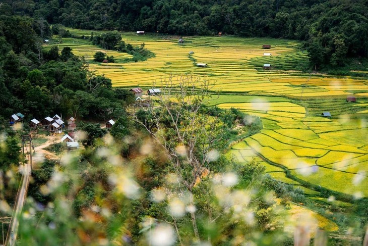 Musim Padi Menguning di Sawah-Sawah Terasering di Provinsi Kon Tum - ảnh 9