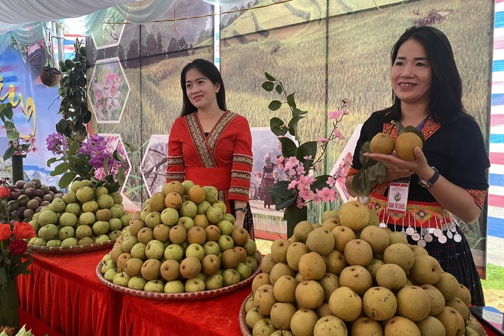 Manisnya Rasa Buah Pir di Kecamatan Giang Ma - ảnh 1