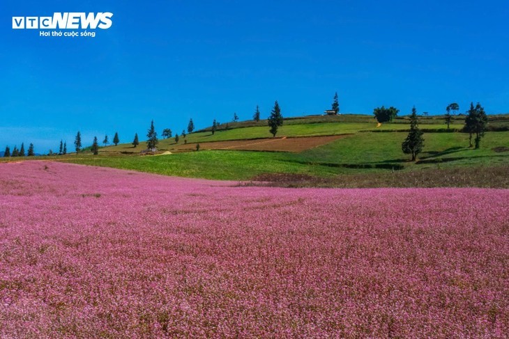 Padang Rumput di Provinsi Ha Giang Seindah “Miniatur Swiss” pada Musim Bunga Gandum Kuda - ảnh 1