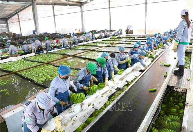 Badan Usaha Vietnam Memperhebat Investasi pada Pertanian Teknologi Tinggi di Kamboja - ảnh 2