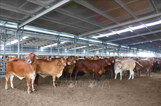 Badan Usaha Vietnam Memperhebat Investasi pada Pertanian Teknologi Tinggi di Kamboja - ảnh 3