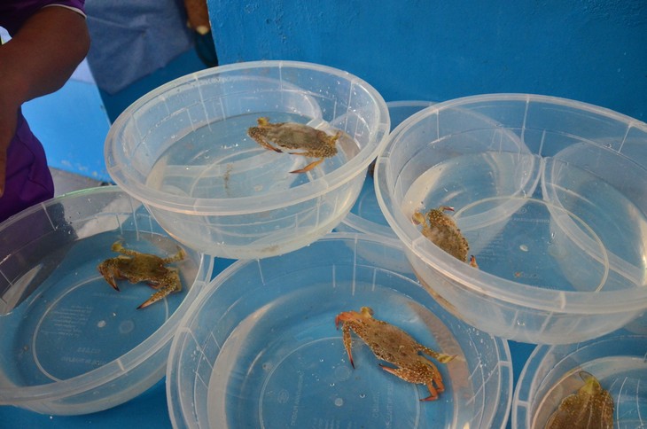 Pulau Koh Si-Chang: Mengkonservasikan Rajungan Biru dan Memperbaiki Mata Pencaharian Masyarakat - ảnh 2