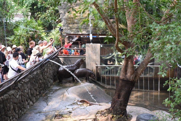 Lebih dari Sekedar “Bintang” – Pentingnya Moo Deng bagi Pariwisata dan Konservasi - ảnh 2