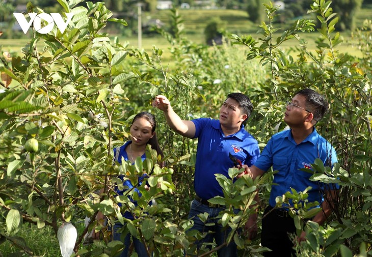 Pemuda Lai Chau Dirikan  Start-up dengan Pola Koperasi - ảnh 2