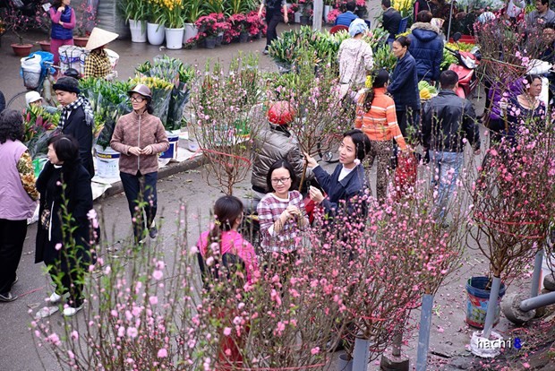 2017丁酉春节临近花卉盆景深受消费者欢迎 - ảnh 1