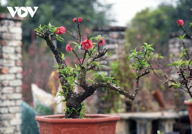 桃花种植者只想出租不想卖 - ảnh 3