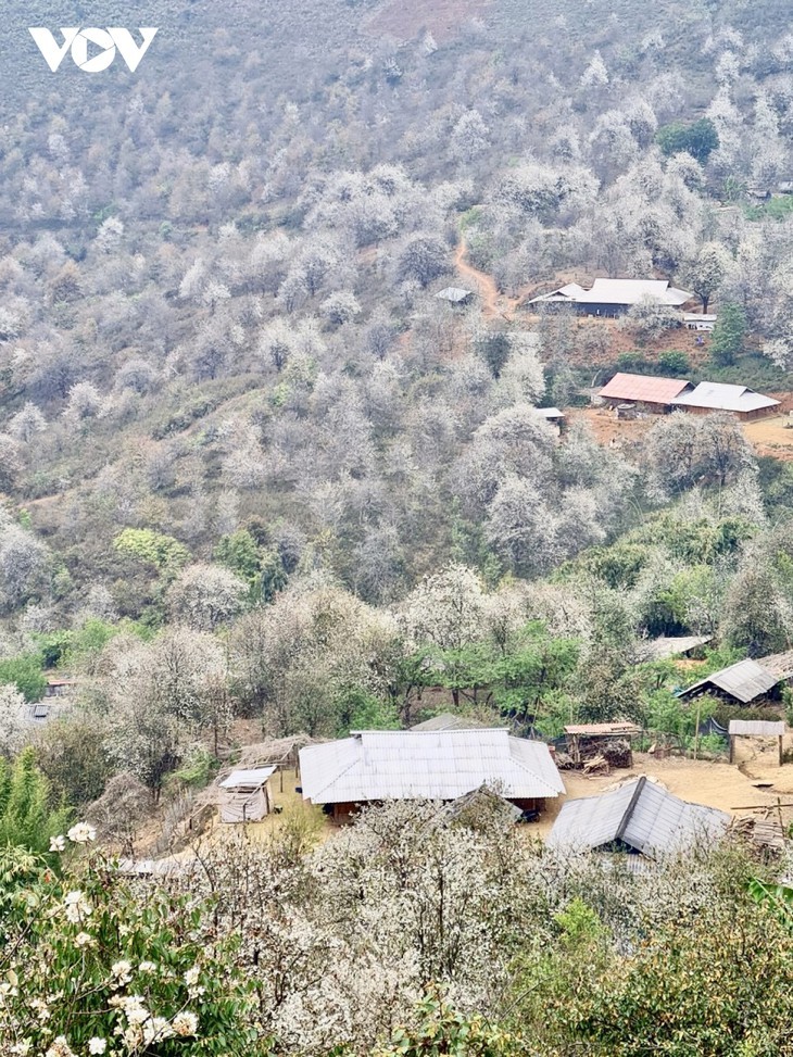 山罗山区竞开山楂花 - ảnh 10