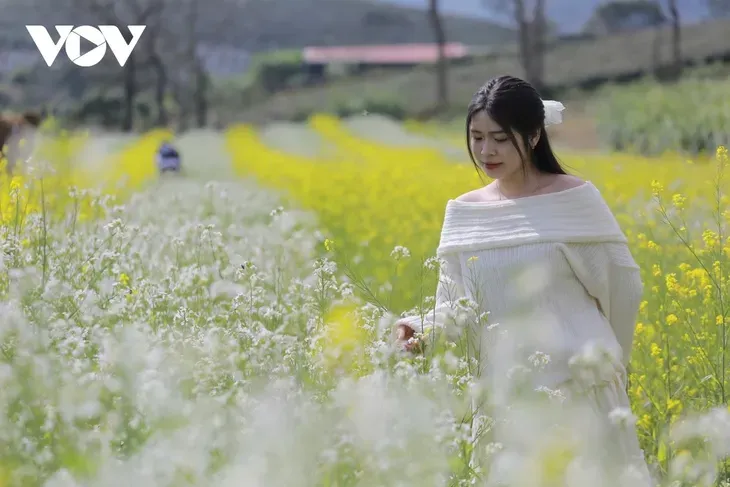 木州高原繁花盛开召唤冬日到来 - ảnh 7