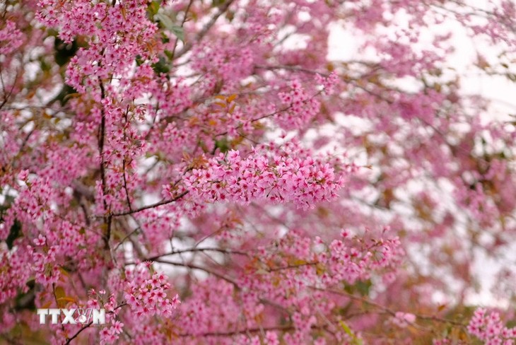 Zahlreiche einzigartige Aktivitäten beim Kirschblüten-Festival in Da Lat - ảnh 1
