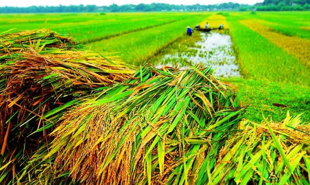 Press briefing : 2013 National Tourism Year featuring Red River Delta-HaiPhong - ảnh 1