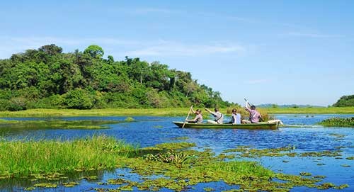 Amazing Vietnamese forests   - ảnh 1