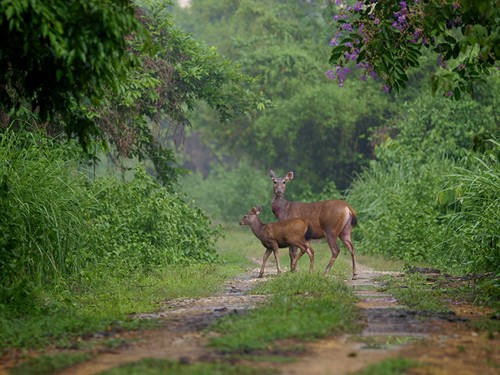 Amazing Vietnamese forests   - ảnh 4