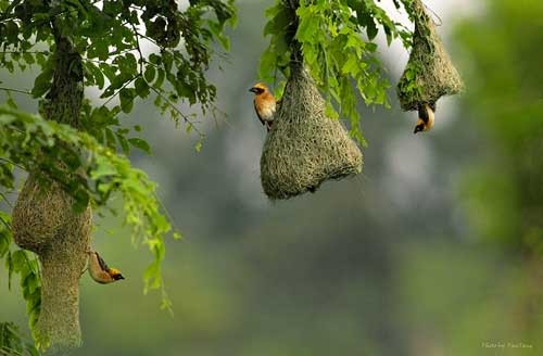 Amazing Vietnamese forests   - ảnh 9